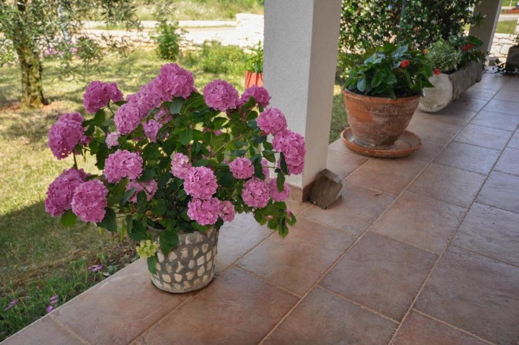 Angela Apartman Novigrad Istria Kültér fotó
