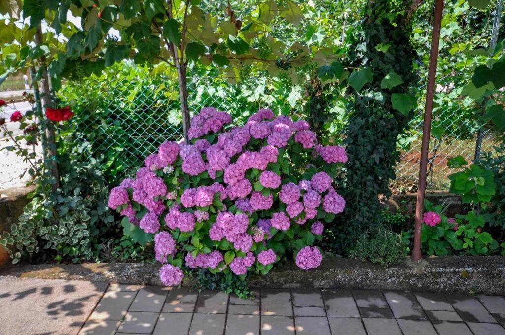Angela Apartman Novigrad Istria Kültér fotó